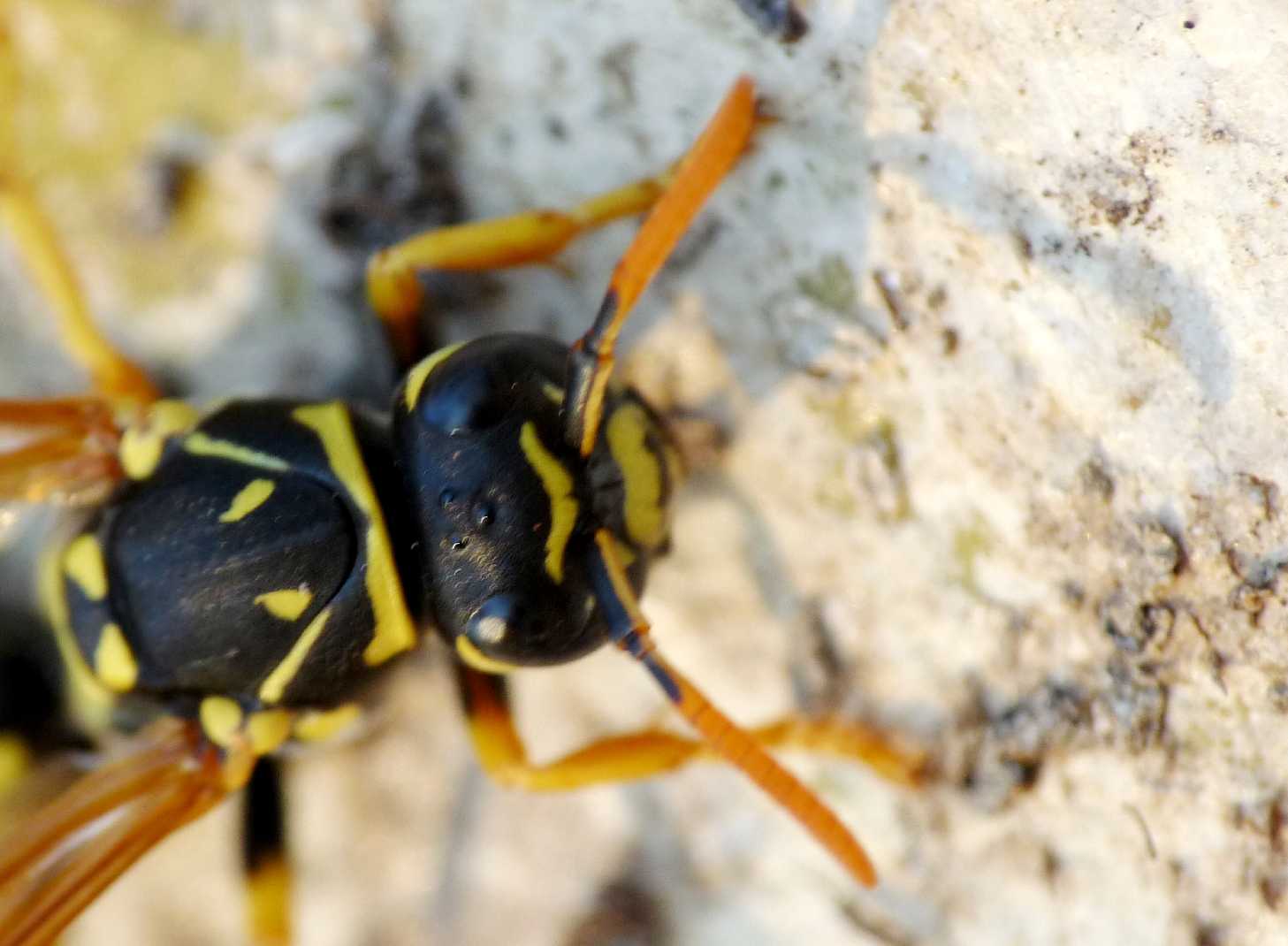 Dormitorio di Polistes